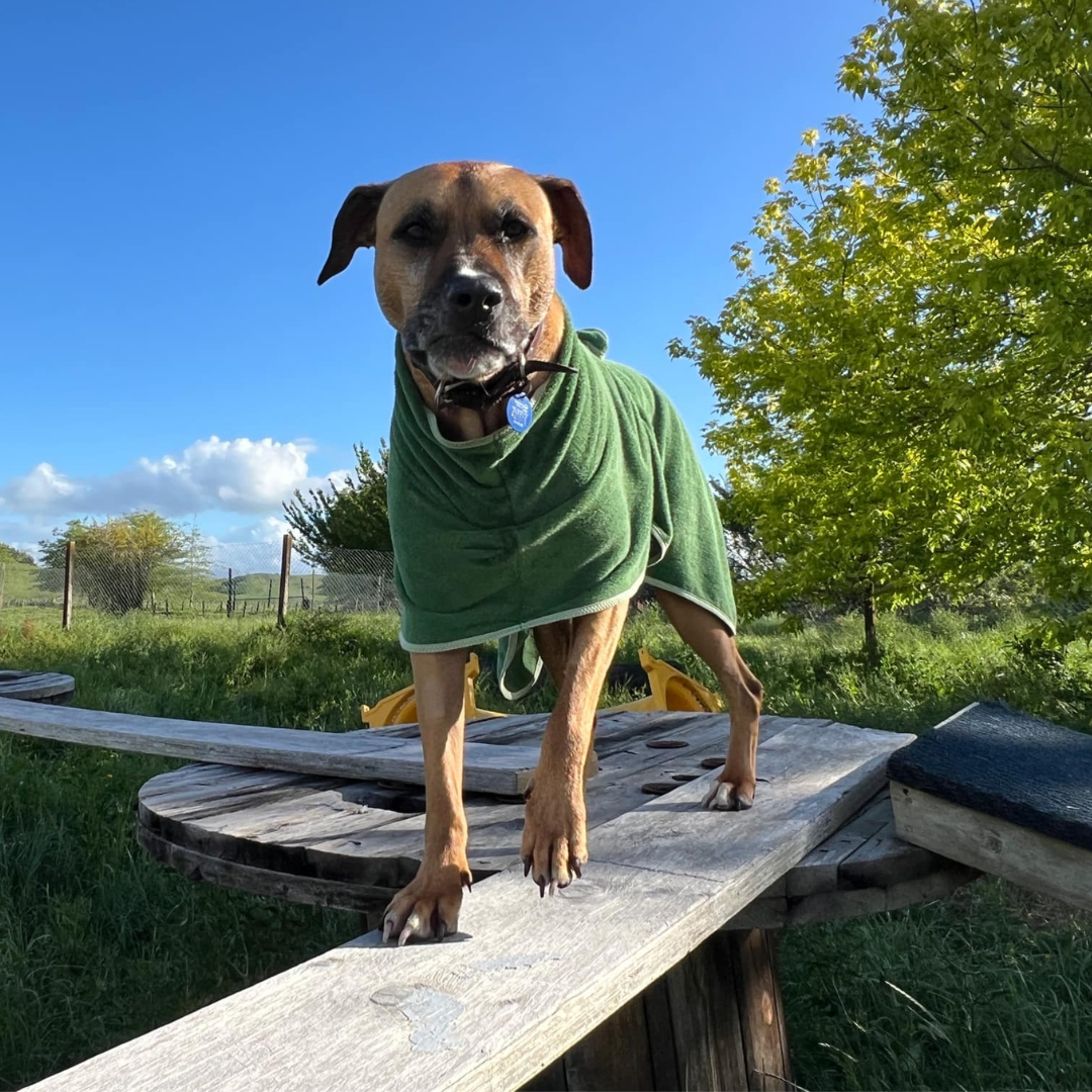 Dog Gift Bundle -includes dog bathrobe and floating stick