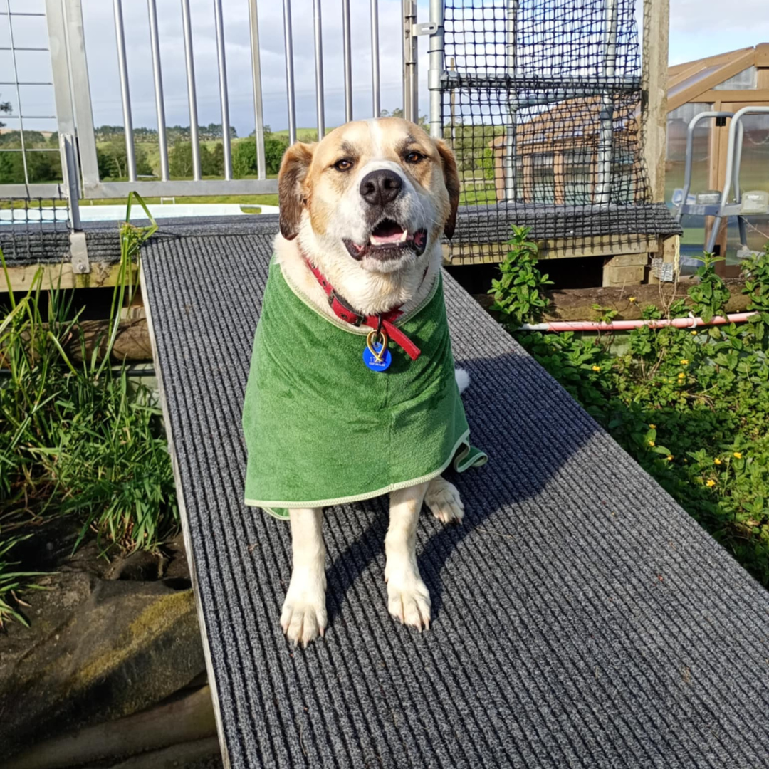 Dog Gift Bundle -includes dog bathrobe and floating stick