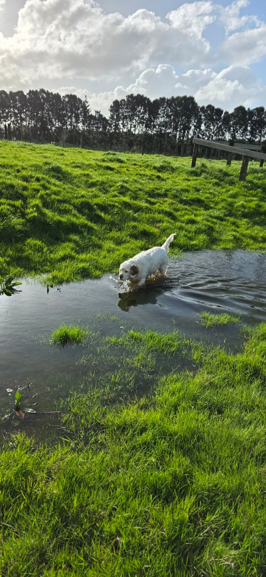 Leptospirosis in Dogs: What You Need to Know to Keep Your Pet Safe