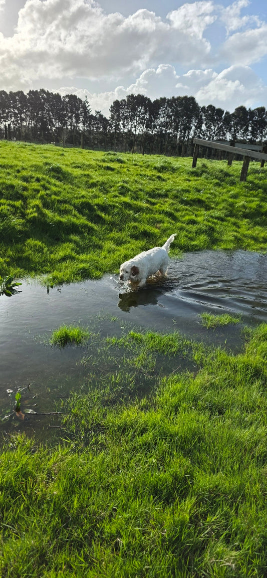 Leptospirosis in Dogs: What You Need to Know to Keep Your Pet Safe