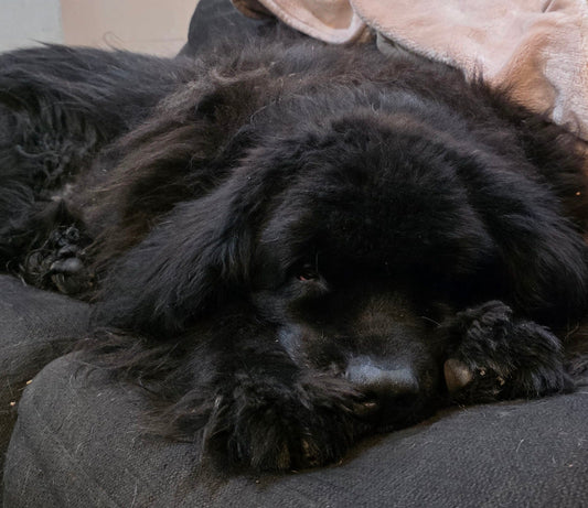 Black Newfoundland dog resting safely on a couch, representing the importance of planning future pet care.