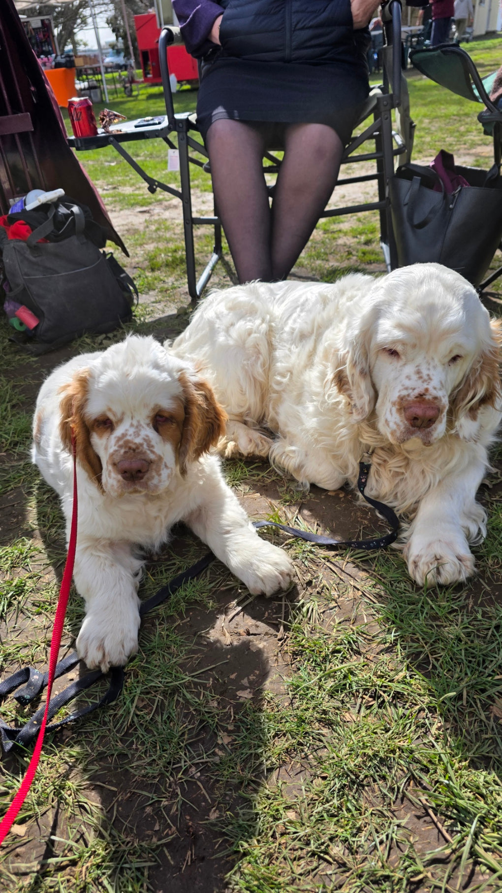 Why Genetic Diversity Matters in Vulnerable Dog Breeds.