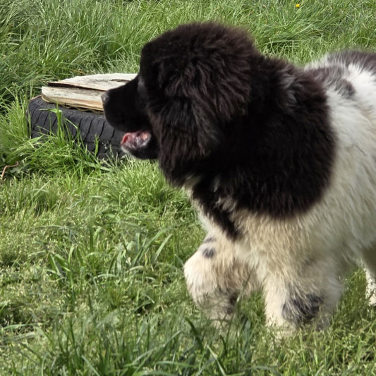 Newfoundland dog showing breed type in an article about the popular sire effect and genetic diversity.