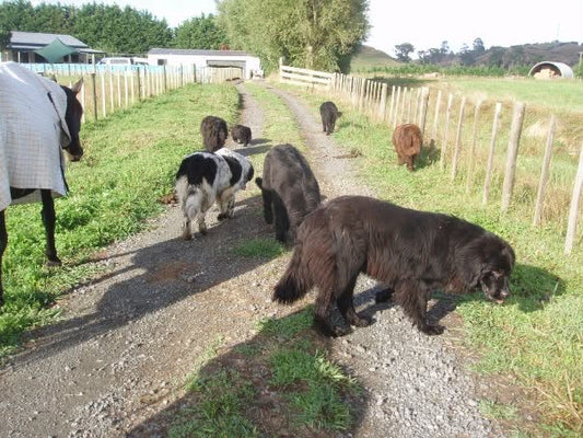 Newfoundlands and Velvet the horse walking up the rural driveway at Newflands, representing generations and continuity