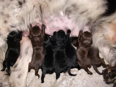 Newborn Newfoundland puppies from Fleur’s 2010 litter nursing during their first day of life
