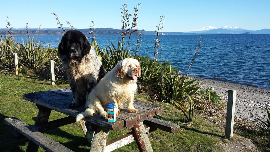 Clumber Spaniel Beau with Newfoundland dogs at Lake Taupo, New Zealand