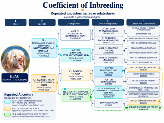 Five-generation Clumber Spaniel pedigree chart illustrating coefficient of inbreeding and repeated ancestors