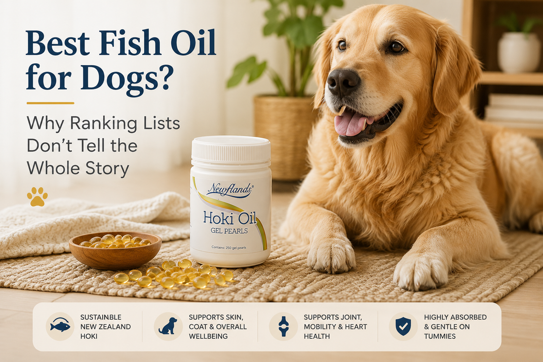Golden retriever with Newflands Hoki Oil Gel Pearls for a blog on the best fish oil for dogs