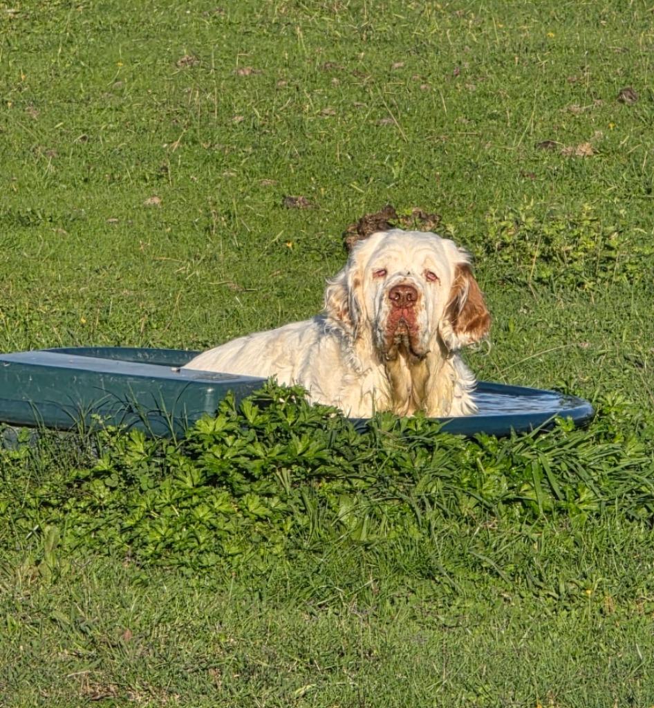 Opal dog in trough healthy pet
