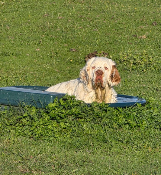 Opal dog in trough healthy pet