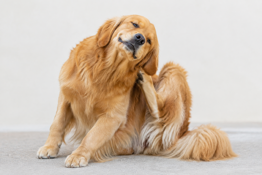 Are You Sure the Flea Treatment Is Working? Itchy Dog Skin Help