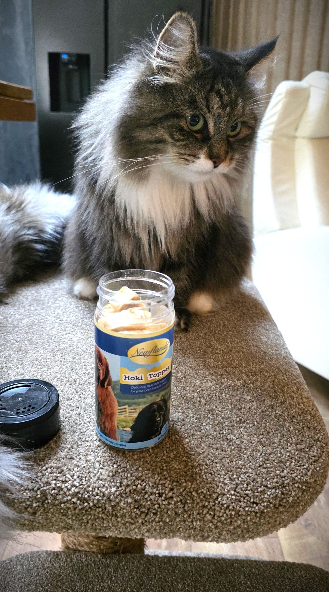 Olena the Corokoschka Siberian cat eating Newflands Topper safe for cats all ages even pregnant ones
