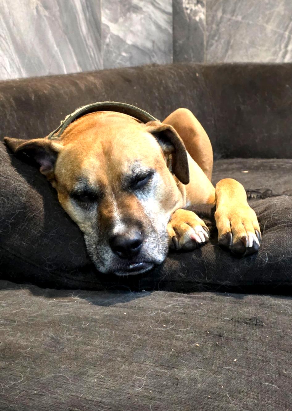 Dog needing daily Omega-i support for healthy ageing, skin, coat, mobility, and pet wellness