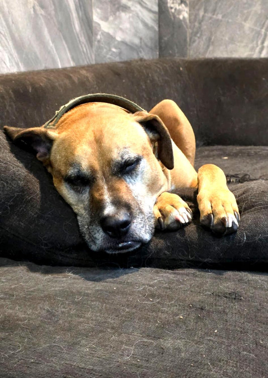 Dog needing daily Omega-i support for healthy ageing, skin, coat, mobility, and pet wellness