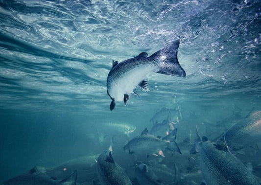 Wild salmon showing natural pink colour from astaxanthin, a marine antioxidant used in Newflands Omega-i for pet wellness