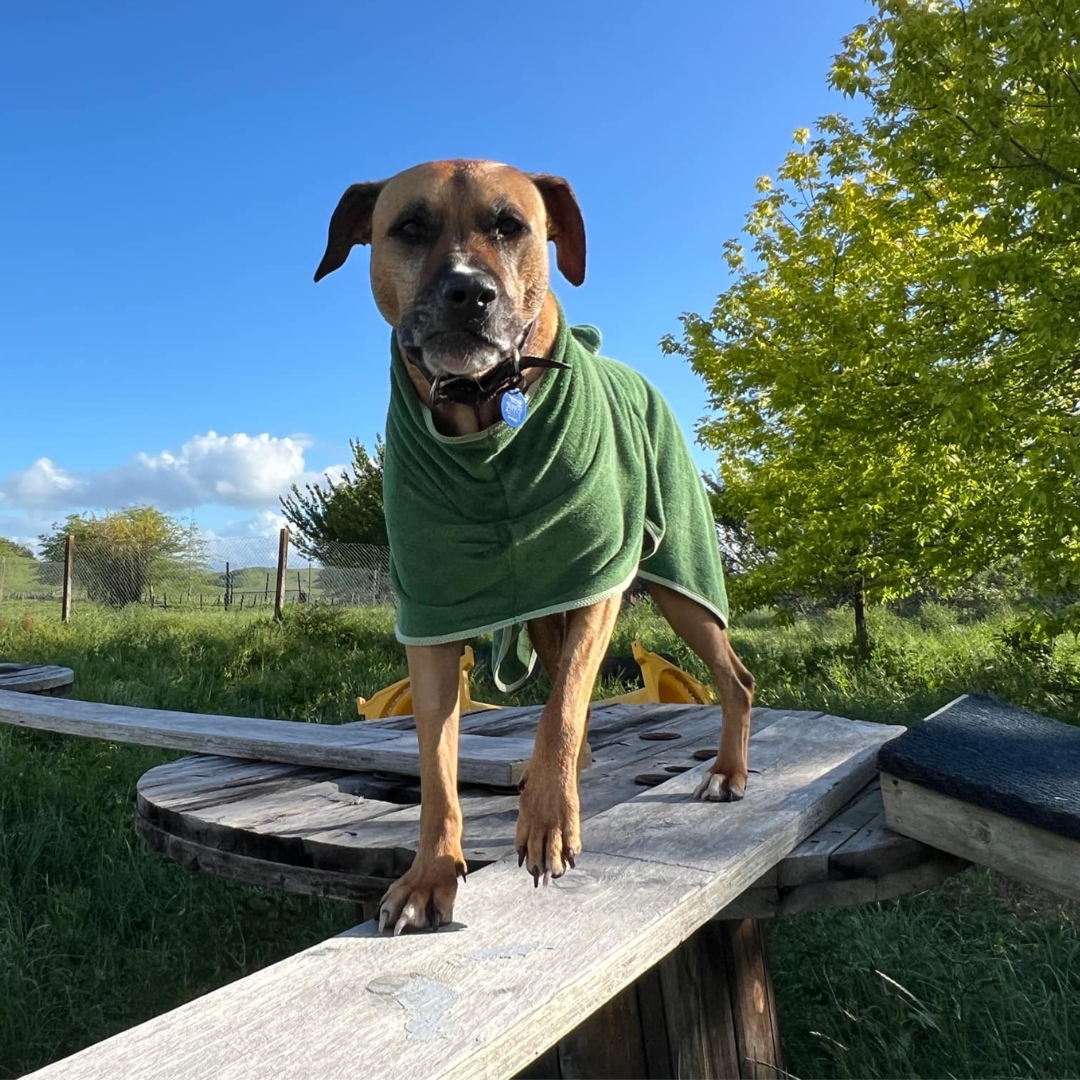 Pet Bathrobe