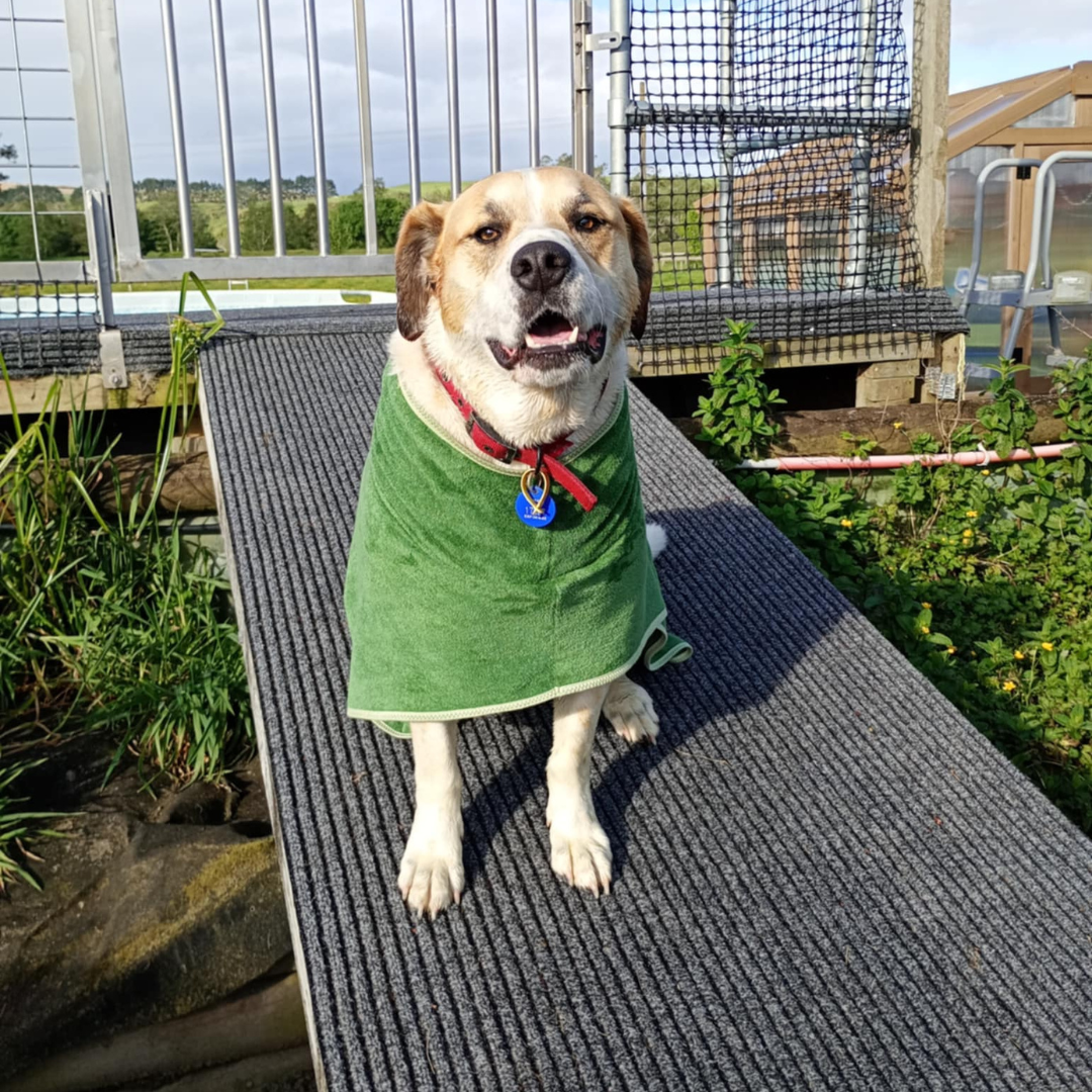 Pet Bathrobe