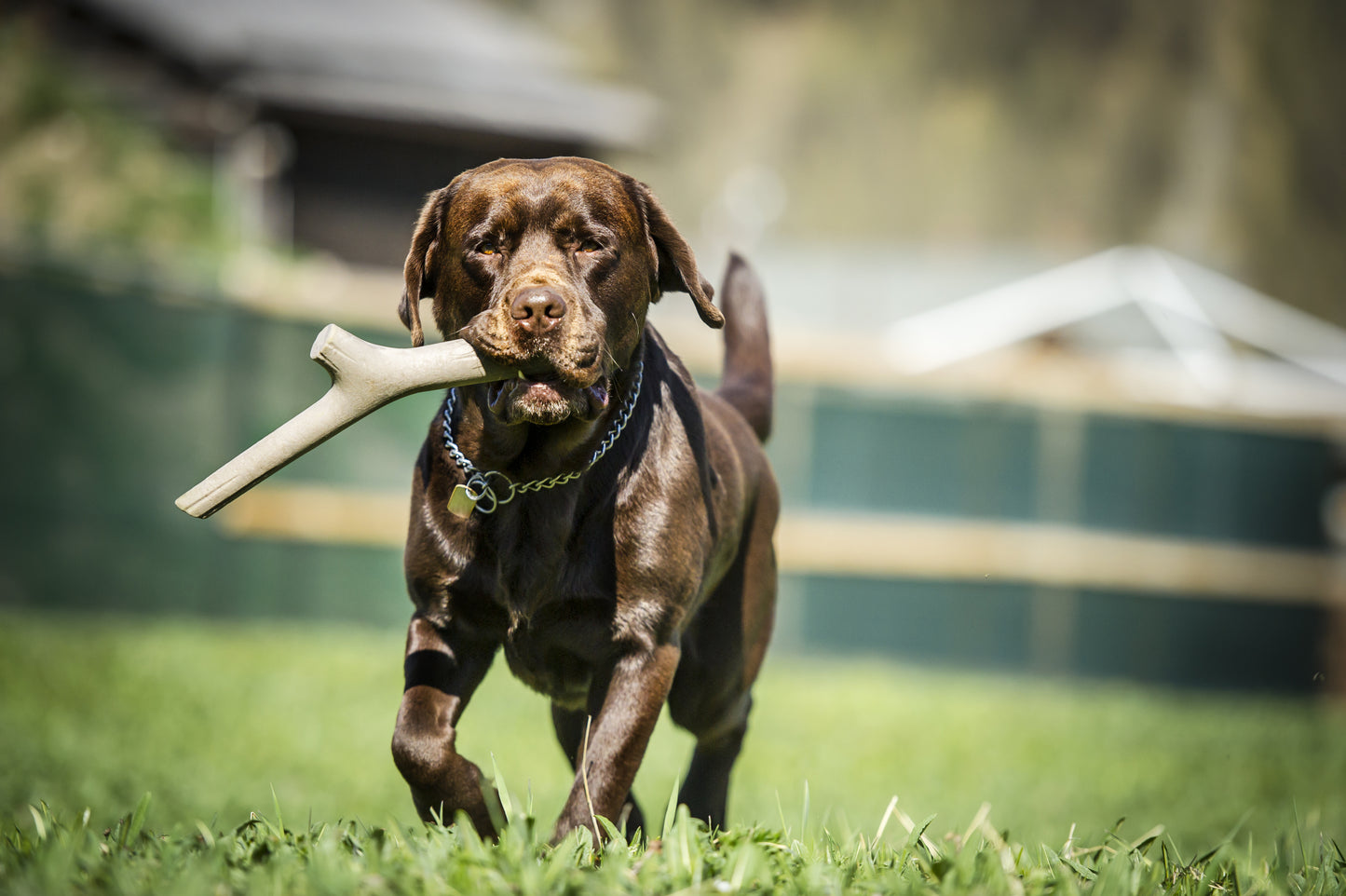 Bama Floating Stick Dog Toy Tuttomio