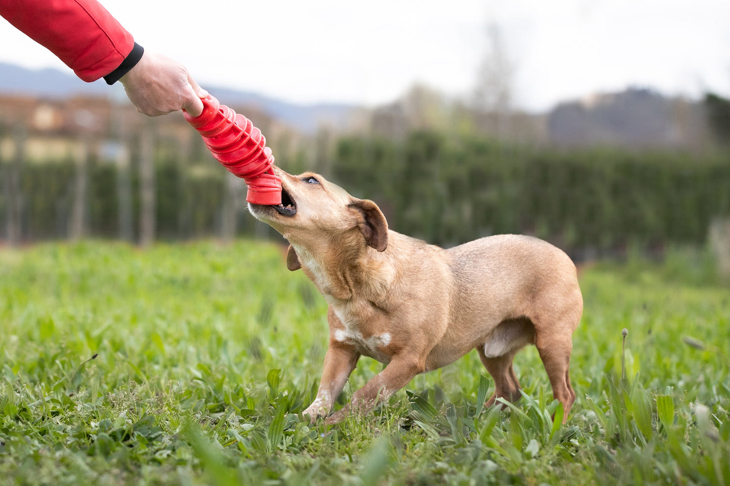 Dog Toy Tira & Molla Toy