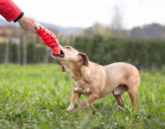 Dog Toy Tira & Molla Toy