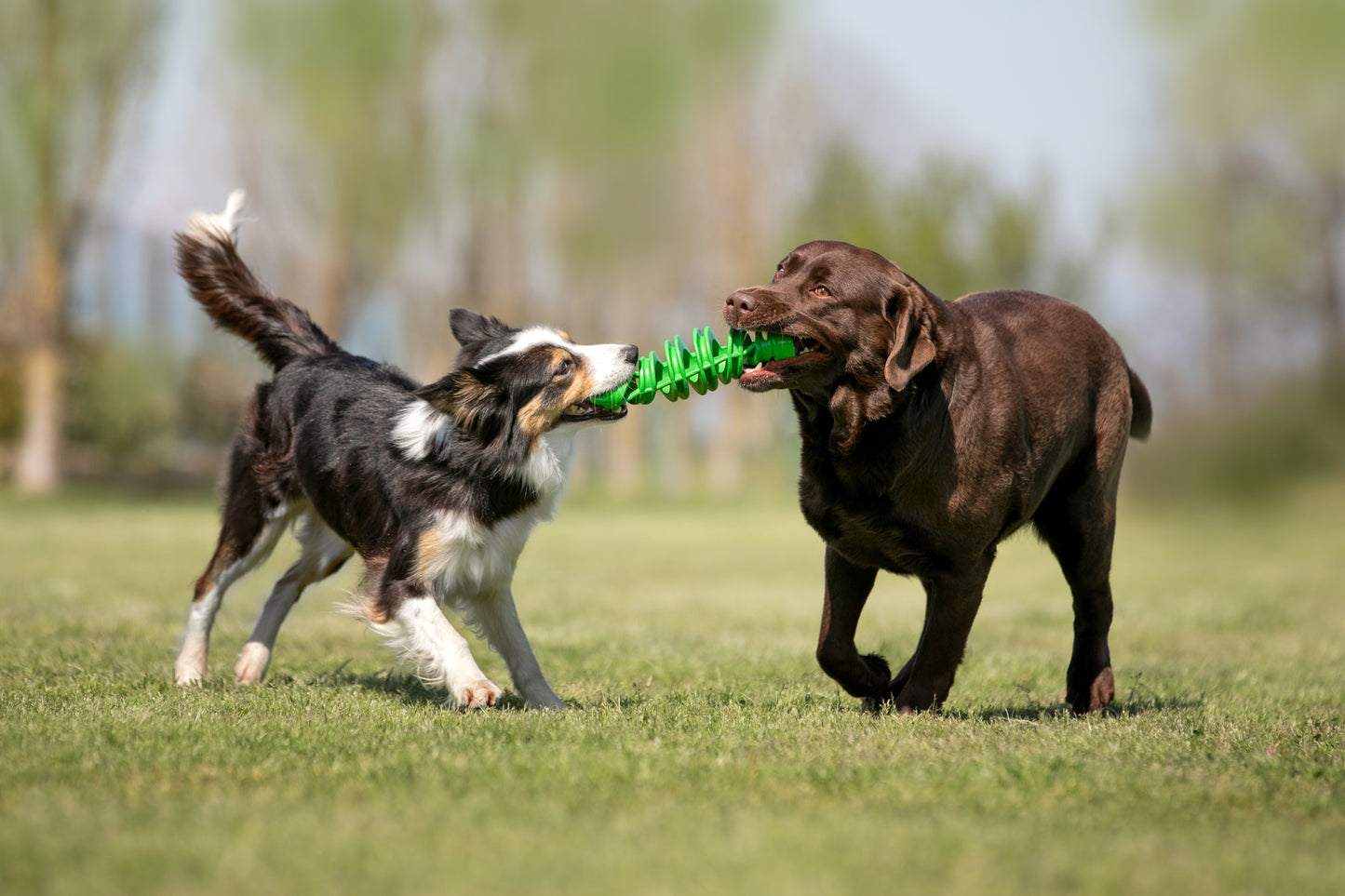 Dog Toy Tira & Molla Toy