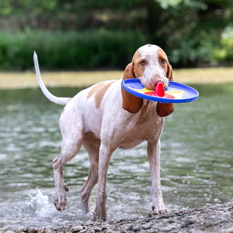 Frisbee