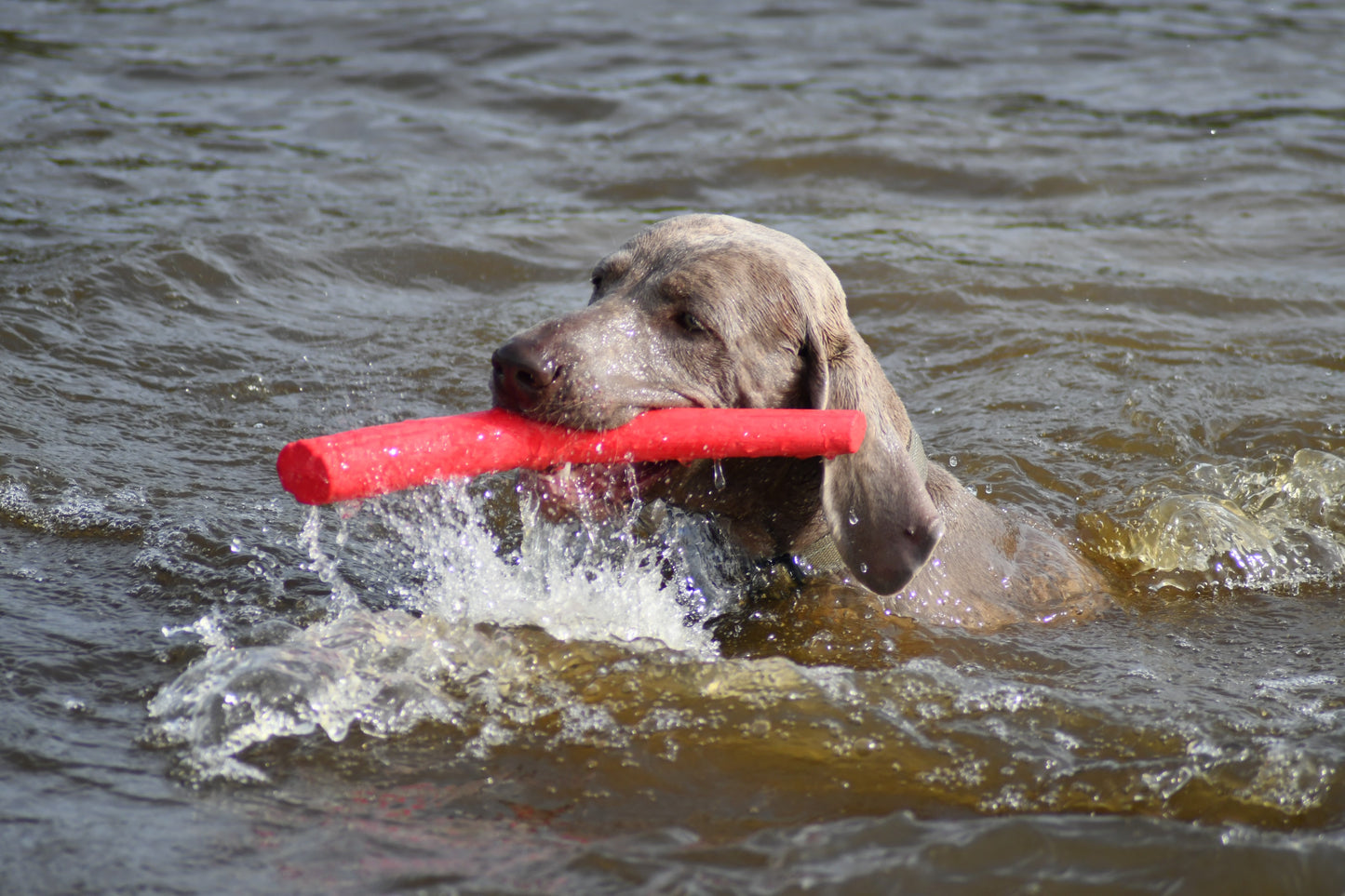 Bama Floating Stick Dog Toy Tuttomio