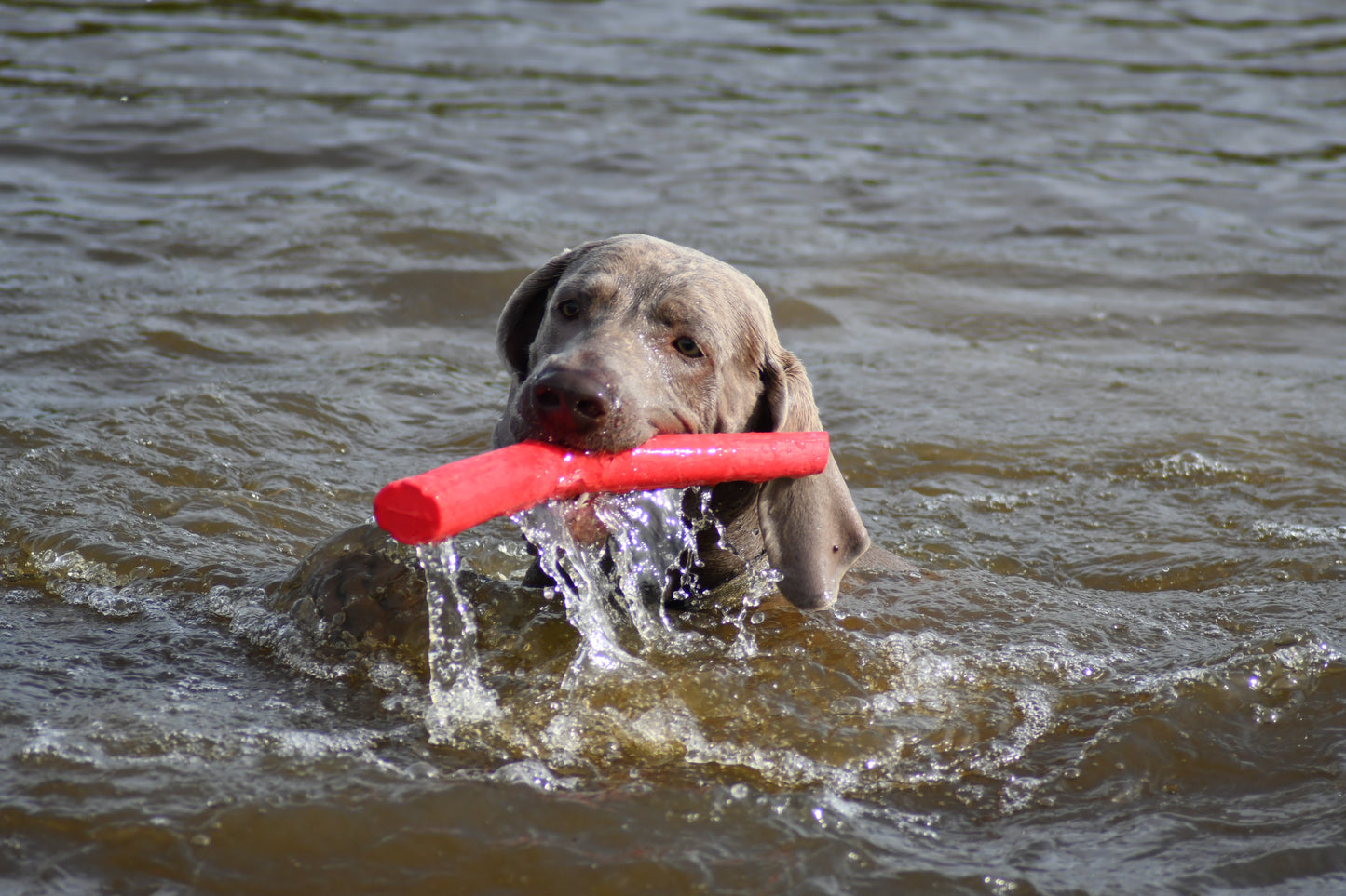 Bama Floating Stick Dog Toy Tuttomio