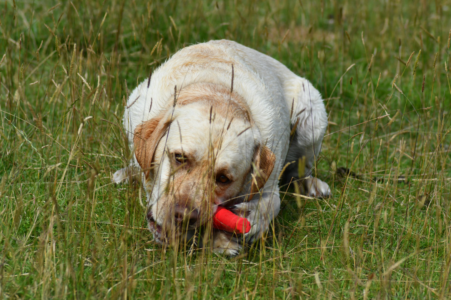 Bama Floating Stick Dog Toy Tuttomio