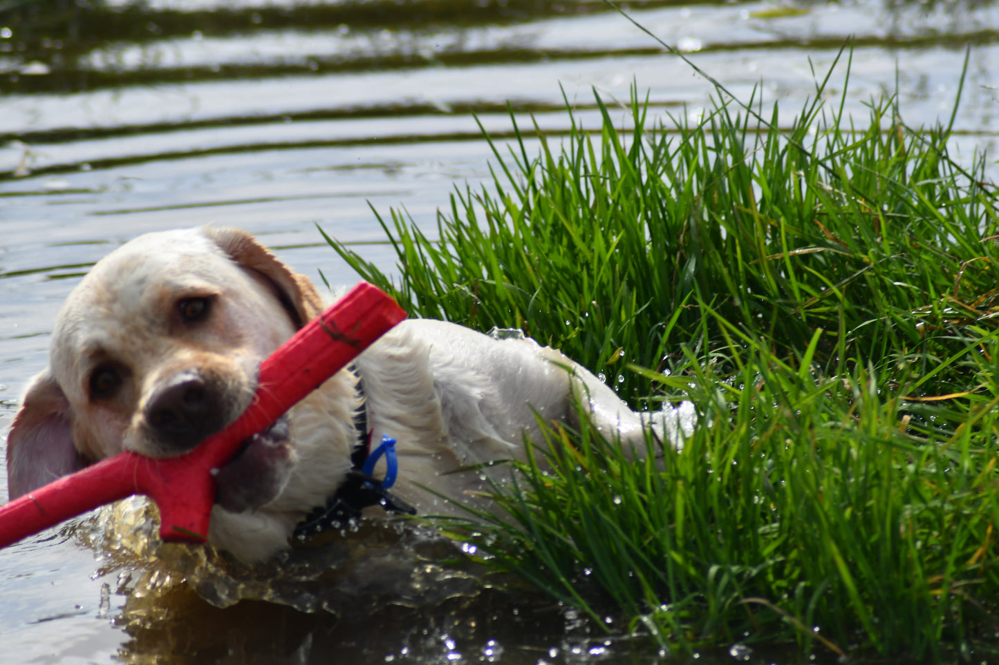 Bama Floating Stick Dog Toy Tuttomio